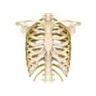 Squelette du thorax